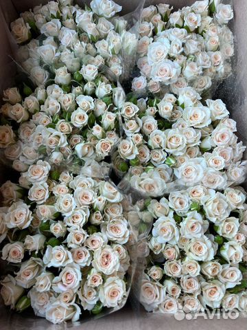 Кустовые розы оптом