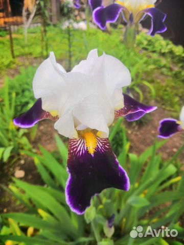 Ирисы бородатые