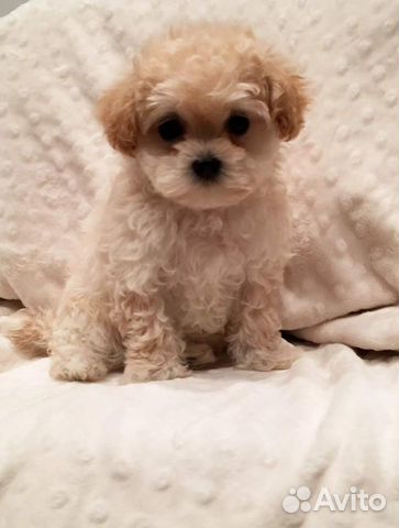 Мальтипу ф1. Щенок мальтипу на авито. Мини болонка мальтипу. Мальтипу мини. Болонка мальтипу.