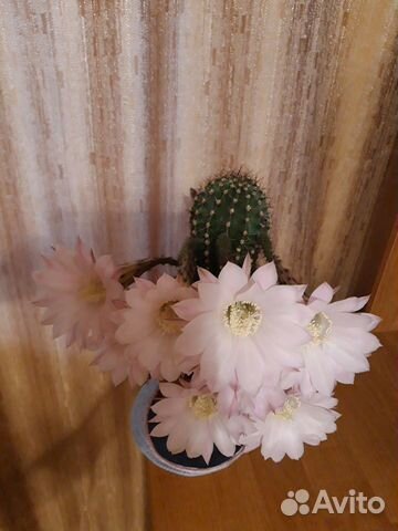 Кактус эхинопсис в керамическом горшке