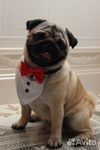 Костюмы напрокат для собак и кошек