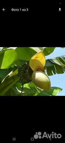 Банановая пальма бронь на июнь