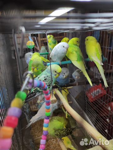 Попугай всех Видов-Ц.Рынок