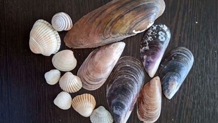 Ракушки морские