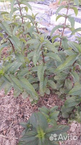 Многолетние растения