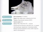 Котята Сибирская Невская Маскарадная объявление продам