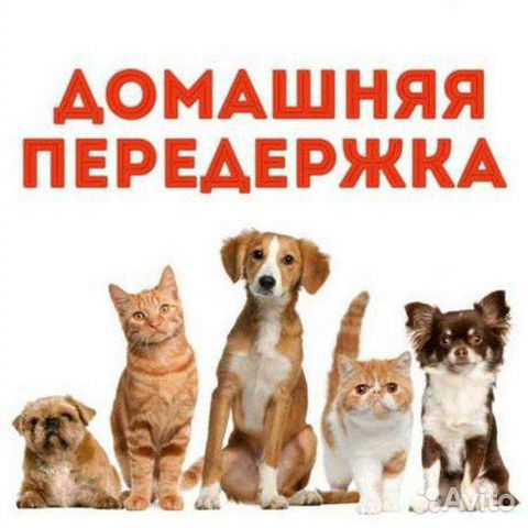 Домашняя передержка собак и кошек
