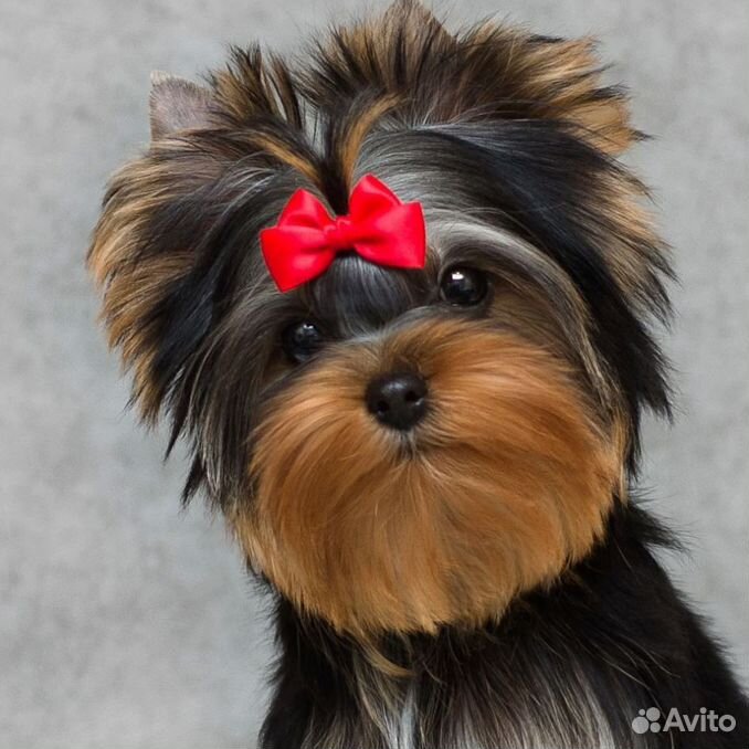 Йоркширский терьер в добрые руки щенки бесплатно. Йоркширский терьер цена в рублях щенка. Йоркширский терьер мини вес. Ершистый терьер. Йорк авито девочка.