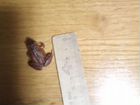 Лягушка остромордая красно-коничневая объявление продам