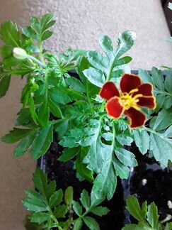 Зелень, рассада