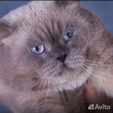 Шотландский чистокровный кот вязка