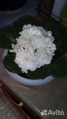 Фиалка, листики, детки