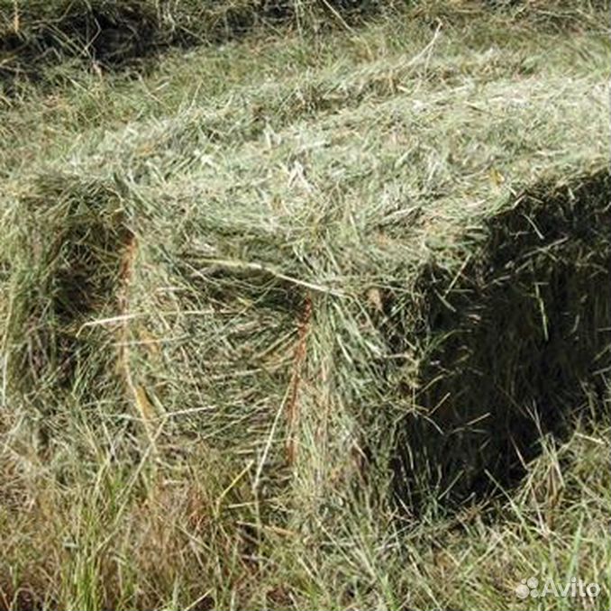 Сено в тюках по 20-25кг. Луговое сено в тюках. Сено фасованное зелёное. Тюк сена 25 кг. Сено луговое разнотравие тюки.