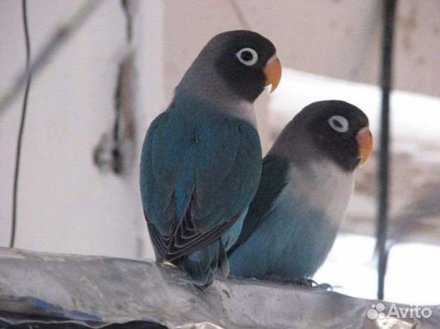 Попугаи неразлучники
