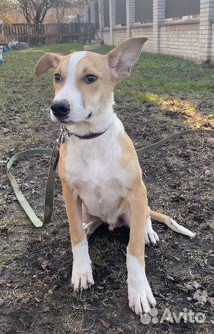 Щенок-подросток ищет дом