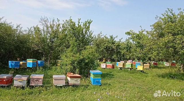 Фото пчеломатки карника пешец