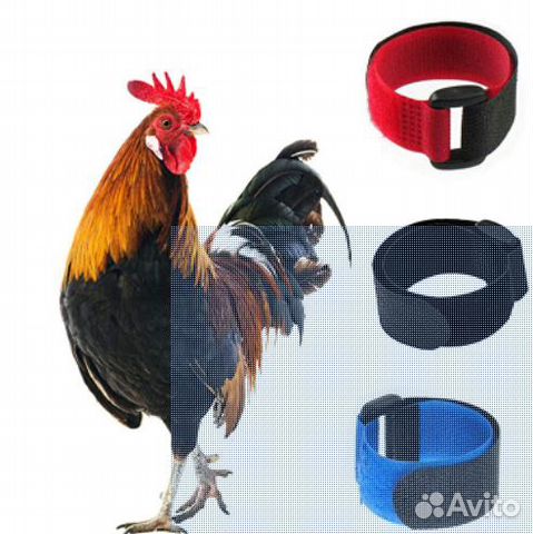 Ошейник для петуха