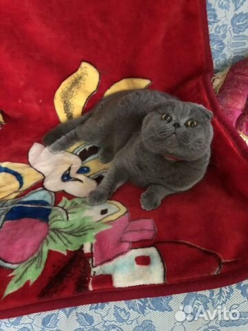 Вязка Шотландский котик приглашает кошечек