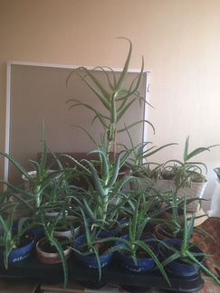 Растения Алое, денежное дерево Толстянка, Декабрис