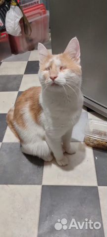 Ищет дом особенный котик Абрикос