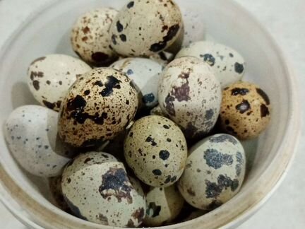 Яйца перепелиные инкубационное