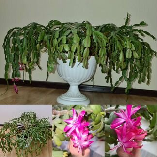 Декабрист шлюмбергера