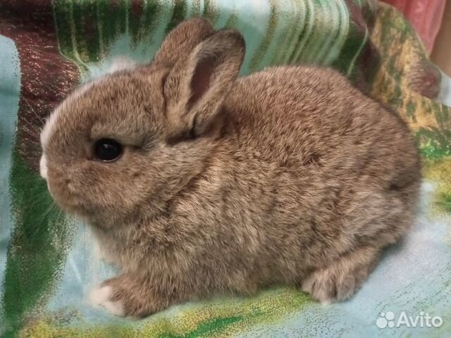 Карликовые мини кролики