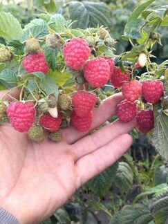 Саженцы Малины