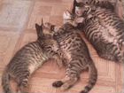 Бенгальские котята объявление продам