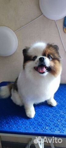 Груминг.Стрижка собак