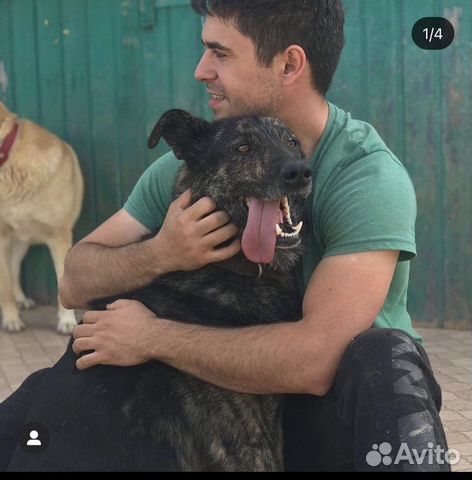 Догситтер, кинолог, выгул собак