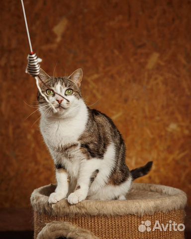 Чудесная Алиса в мраморной шубке ищет свое счастье