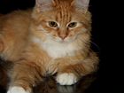 Клубный сибирский котик объявление продам