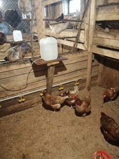 Комплект ниппельных поилок Ферма-3