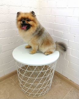 Стрижка кошек и собак