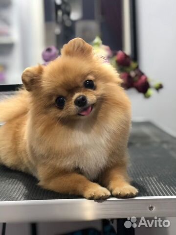 Фотосессия с micro шпицом