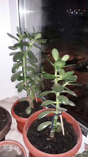 Денежное дерево (толстянка, крассула)