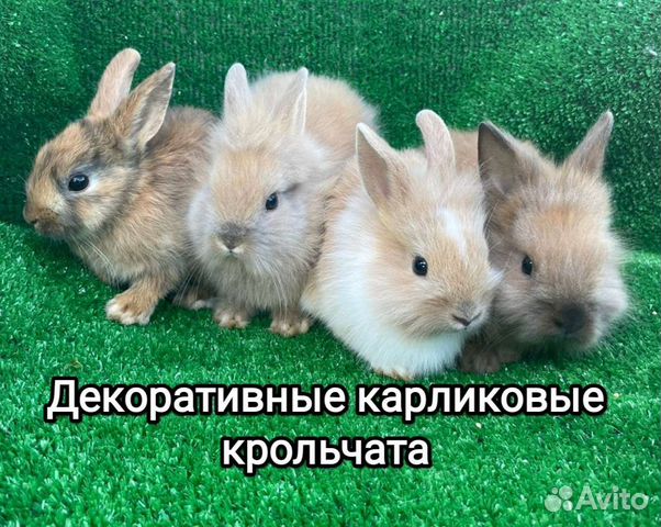 Крольчата карликовые