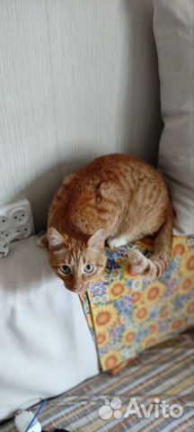 Кастрированный кот писает на кровать