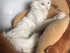Ангорский котенок. 4 мес кошечка объявление продам