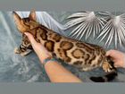 Бенгальская кошка розетка на золоте