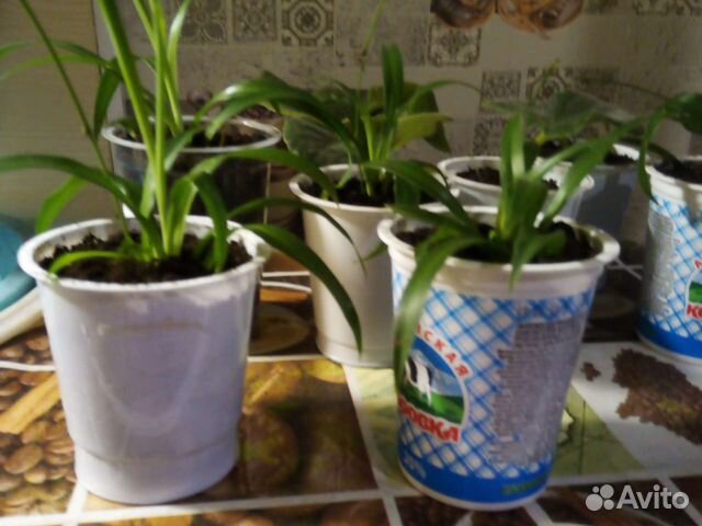 Хлорофитум