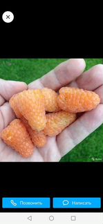 Саженцы Жёлтый Гигант