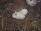 Кролики самки 9 м бург