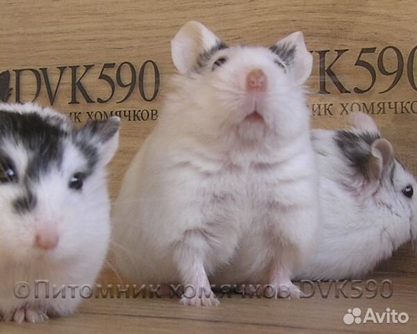 Хомячок, Новая клетка, Корм, Опилки + Доставка