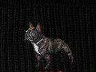 Шапка Polo Ralph Lauren French Bulldog объявление продам
