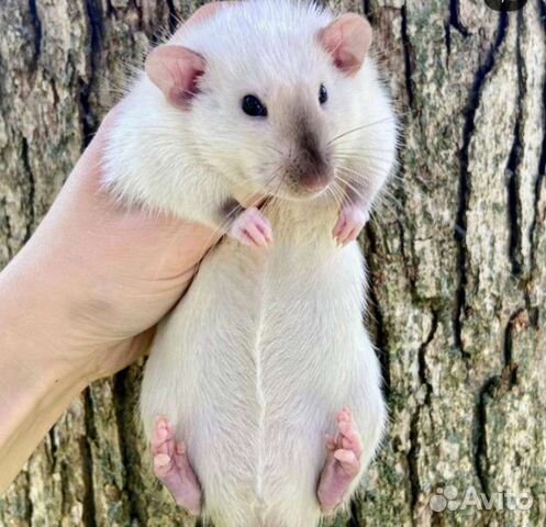 Гималайкие крысята дамбо