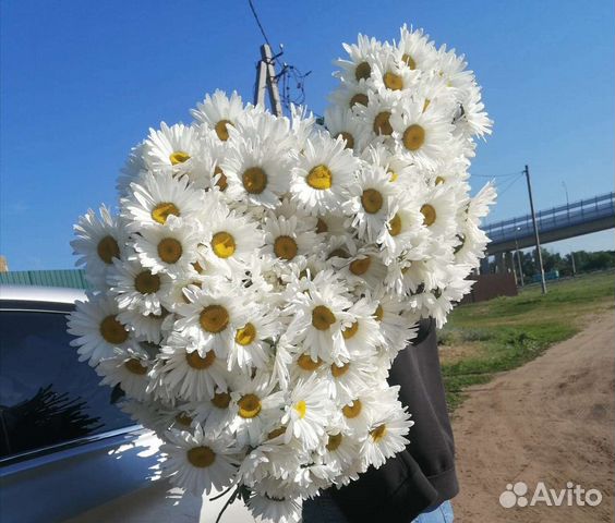 Ромашка крупная фото