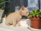 Котёнок рыжее солнышко объявление продам