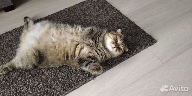 Передержка животных